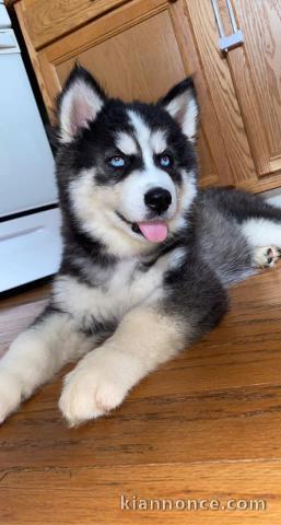 disponible de suite Husky de Sibérie