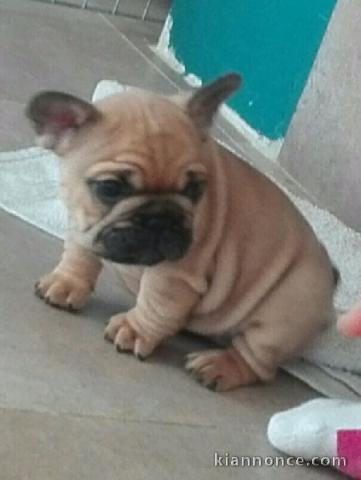 chiots bouledogue français femelle contre bon soin 