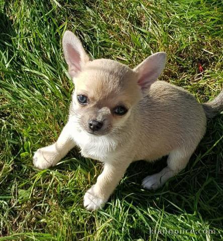 Chiot chihuahua femelle et mâle a adopter