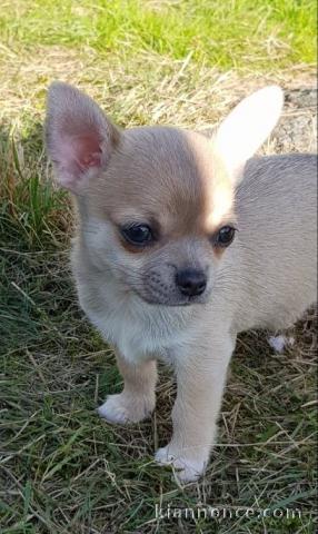 Chiot chihuahua femelle et mâle a adopter