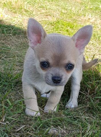 Chiot chihuahua femelle et mâle a adopter