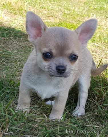 Chiot chihuahua femelle et mâle pedigré a donner