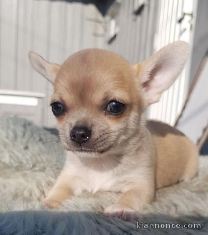 Chiot chihuahua femelle et mâle pedigré a donner