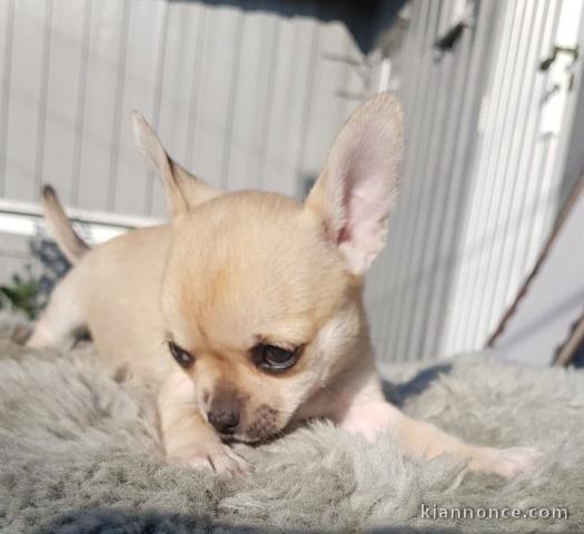 Chiot chihuahua femelle et mâle pedigré a donner