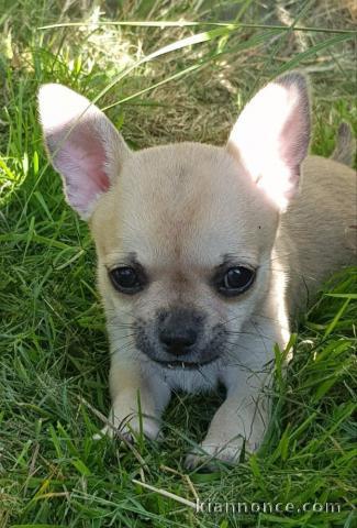 Chiot chihuahua femelle et mâle pedigré a donner