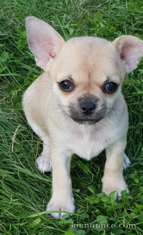 Chiot chihuahua femelle et mâle pedigré a donner