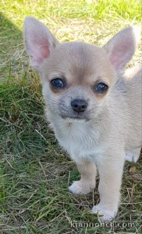 Chiot chihuahua femelle et mâle Idéal 