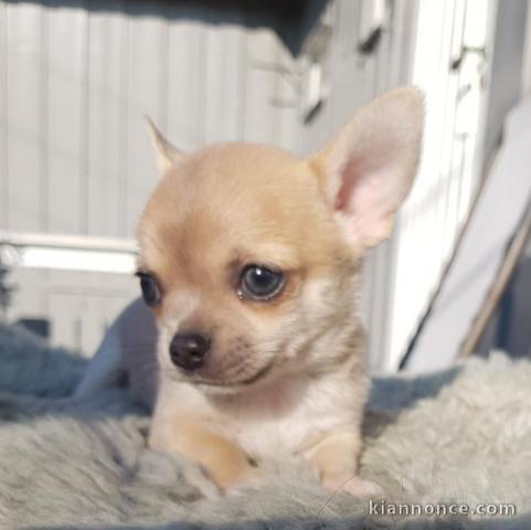 Chiot chihuahua femelle et mâle Idéal 