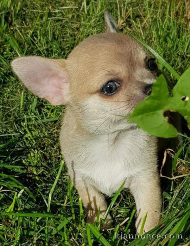 Chiot chihuahua femelle et mâle Idéal 