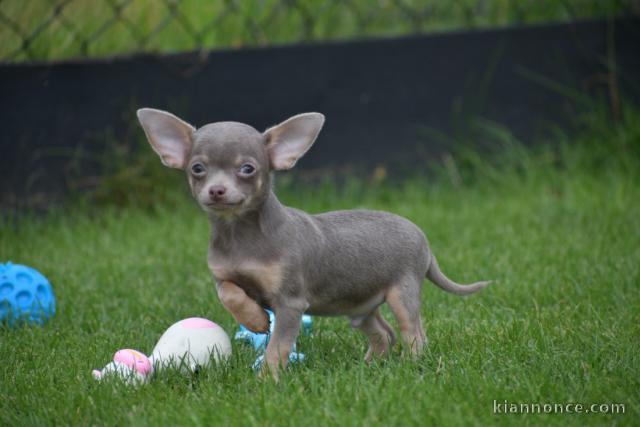 Chiot chihuahua femelle et mâle Idéal 