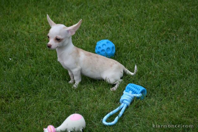 Chiot chihuahua femelle et mâle portée de 4 chiots