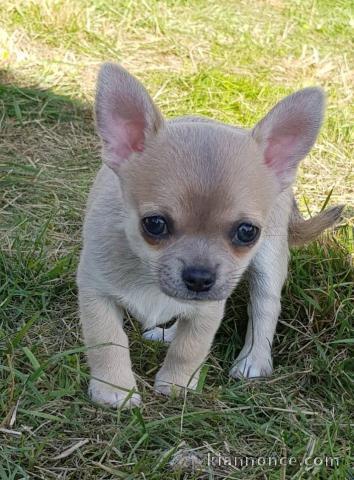 A donner Adorable Chiot chihuahua femelle