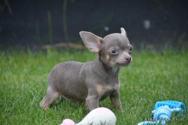 A donner Adorable Chiot chihuahua femelle