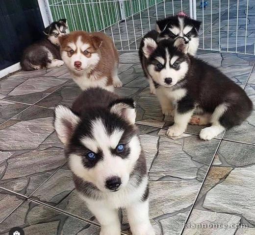 disponible de suite Husky de Sibérie