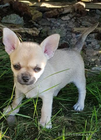 Chiot chihuahua femelle/mâle à placer