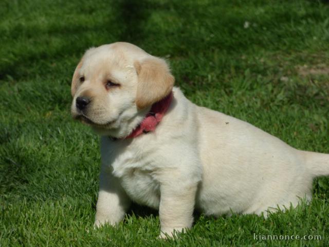 Chiots golden retreiver lof à cèder