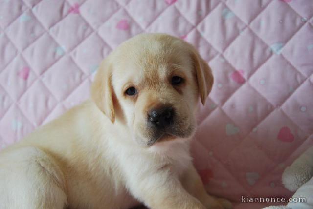 Chiots golden retreiver lof à cèder