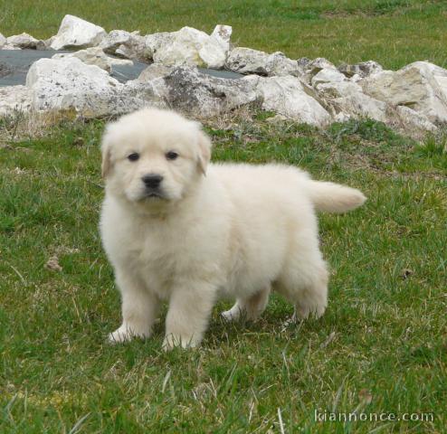 Chiots golden retreiver lof à cèder