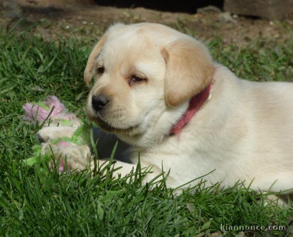 Chiots golden retreiver lof à cèder