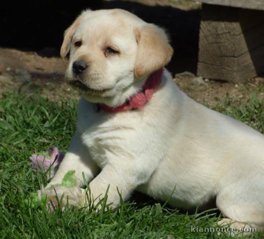 Chiots golden retreiver lof à cèder