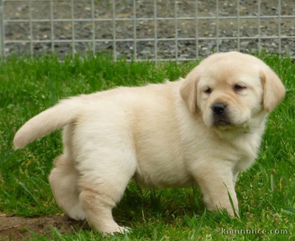 Chiots golden retreiver lof à cèder