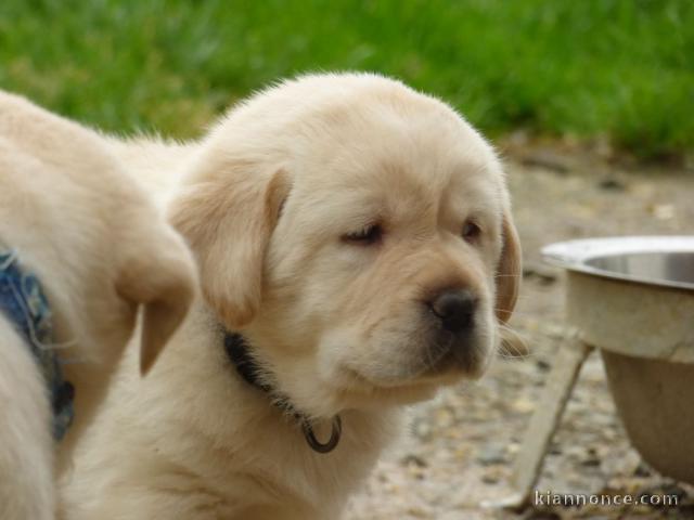 Chiots golden retreiver lof à cèder