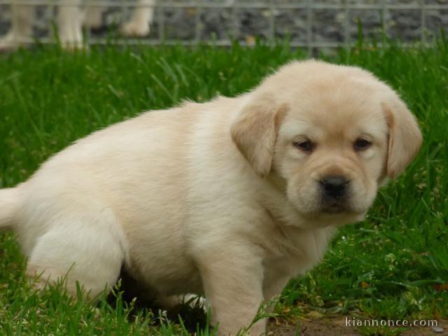 Chiots golden retreiver lof à cèder