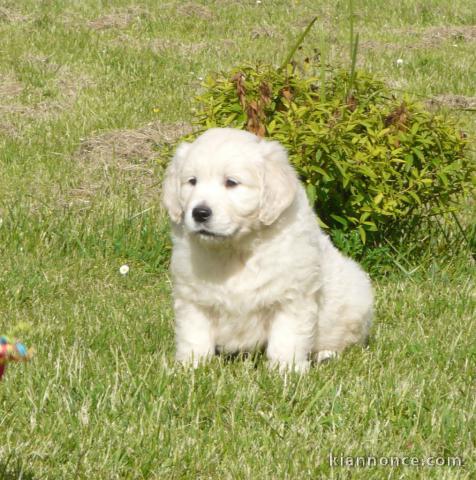 Chiots golden retreiver lof à cèder