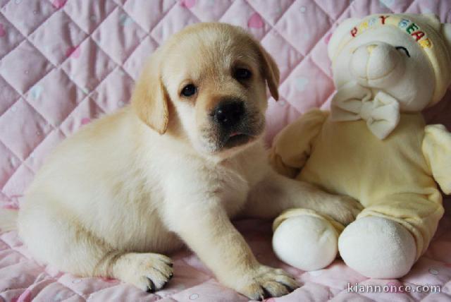 Chiots golden retreiver lof à cèder