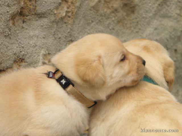 Chiots golden retreiver lof à cèder