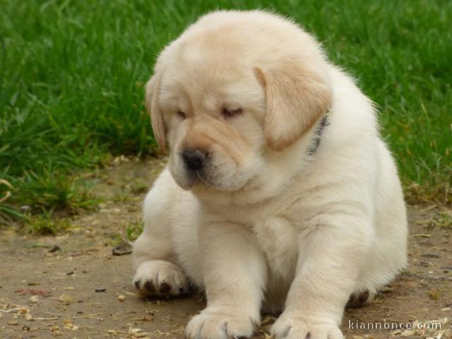 Chiots golden retreiver lof à cèder