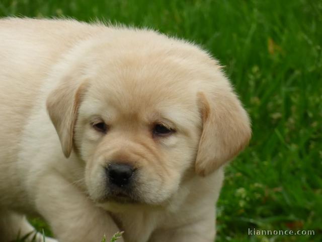 Chiots golden retreiver lof à cèder