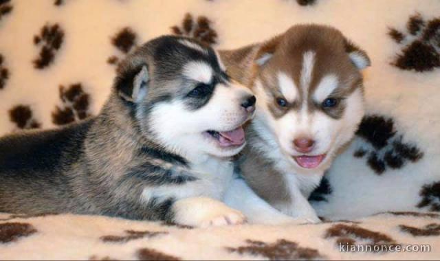 disponible de suite Husky de Sibérie