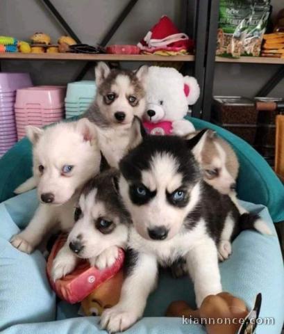 Manifique chiots husky siberien