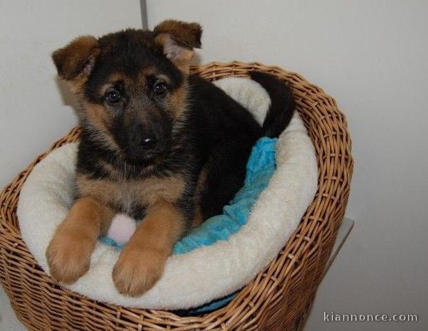  Chiot Type Berger Allemand Femelle à donner