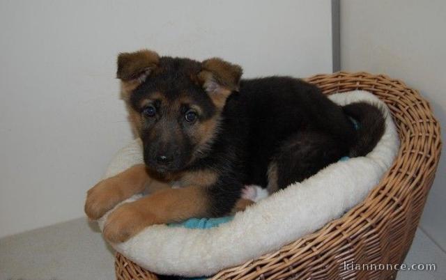  Chiot Type Berger Allemand Femelle à donner