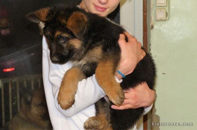  Chiot Type Berger Allemand Femelle à donner