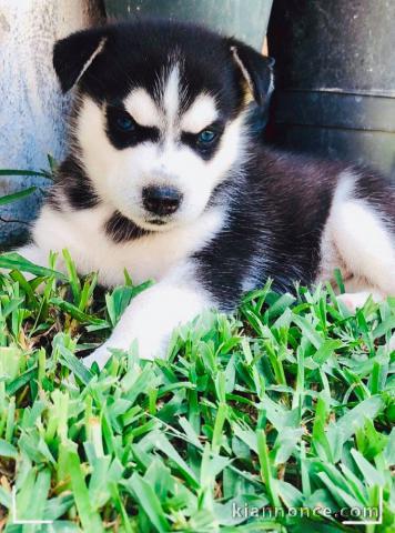 Disponible de suite à l’adoption chiots husky