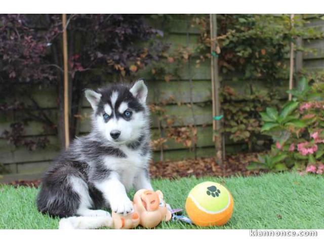 Disponible de suite à l’adoption chiots husky