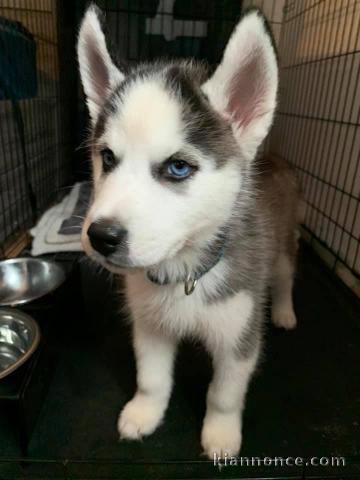 Disponible de suite à l’adoption chiots husky