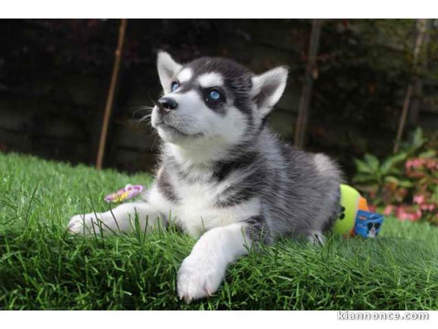 Disponible de suite à l’adoption chiots husky