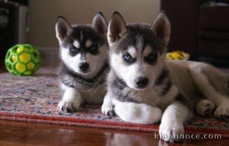 disponible de suite Husky de Sibérie