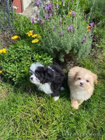 Chiot Cavalier King Charles disponible de suite 