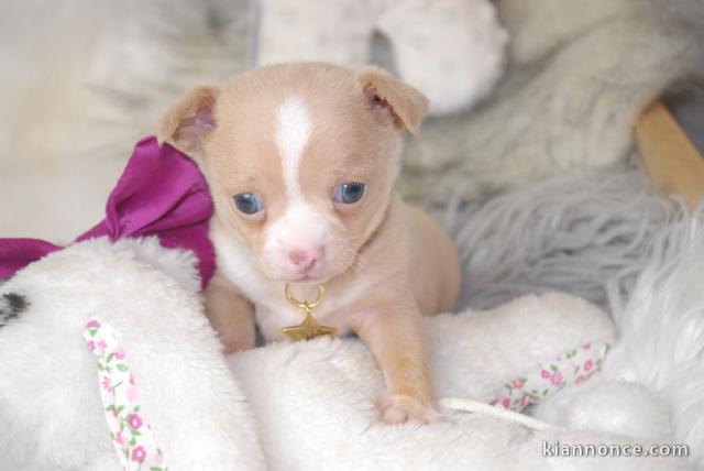 Adorable Chiot type chihuahua