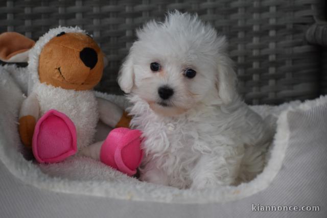 Adorable chiot bichon maltais femelle a donner