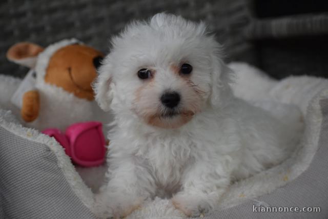 Adorable chiot bichon maltais femelle a donner