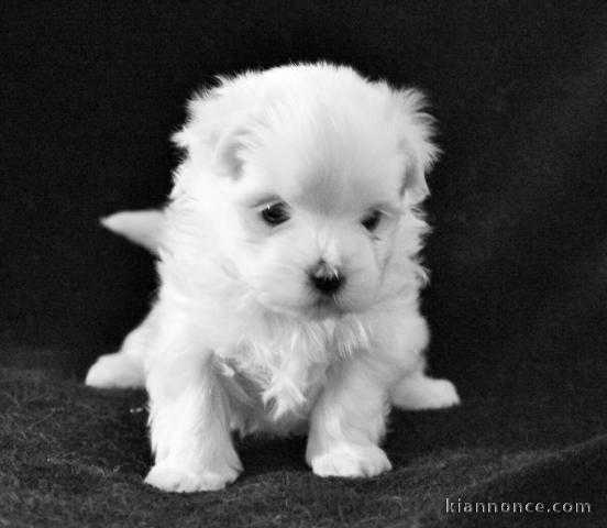 Chiot bichon maltais femelle /mâle à donner