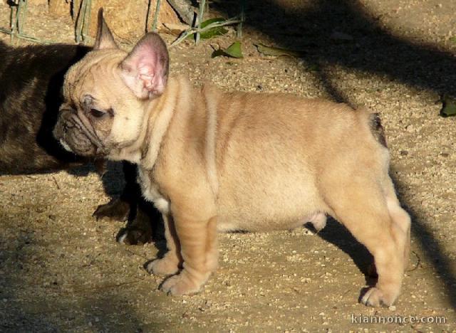 Chiot bouledogue français mâle fauve à placer