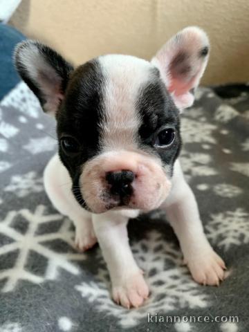 Je cèdes chiot Bouledogue Français mâle à une famille