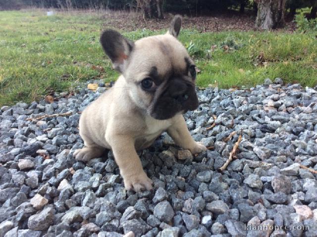 Je cèdes chiot Bouledogue Français à une famille passionnée